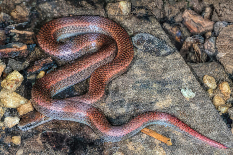 photo of a sharp-tailed snake on gravely substrate.