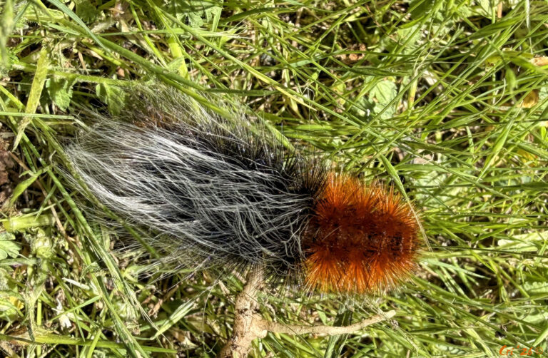 photo of a black and dark orange fuzzy caterpillar with long silver hairs in the middle black section.