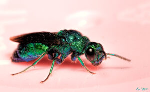 macro photo of a green, blue-green and violet metallic wasp.