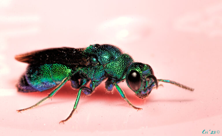 macro photo of a green, blue-green and violet metallic wasp.