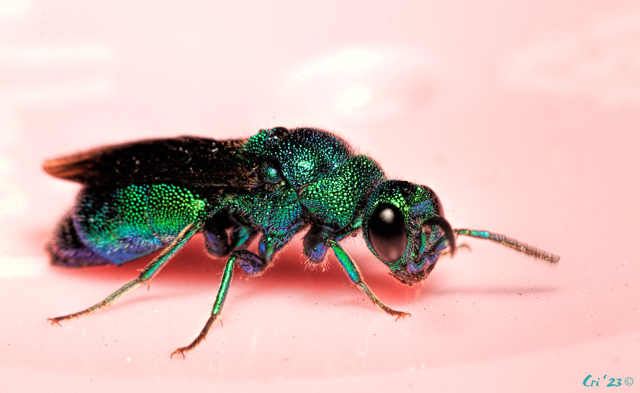macro photo of a green, blue-green and violet metallic wasp.