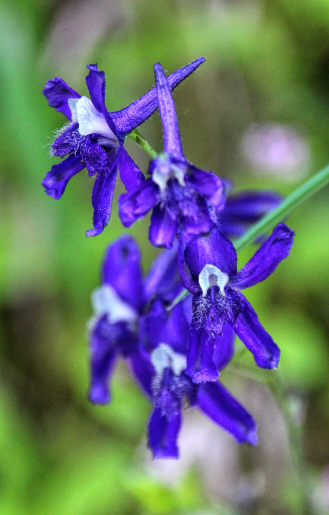 macro photo of a cluster of indigo delphinium flowers.