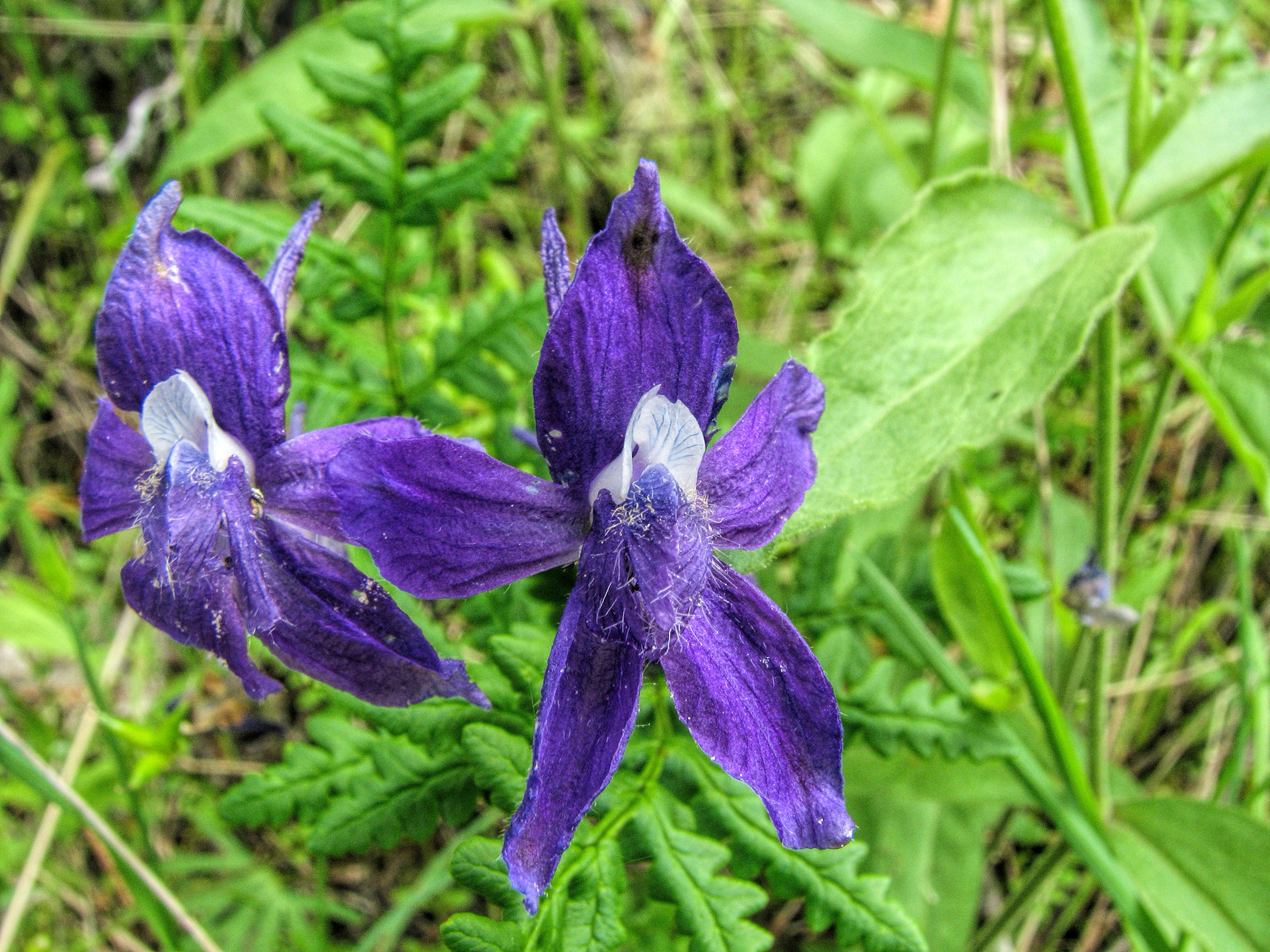 close up photo of two deep purple delphinium flowers.