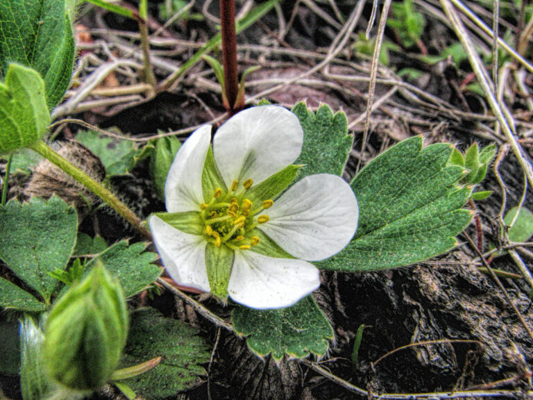 macro photo of a wild strawberry flower and leaves.