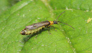 macro photo of a small soldier beetle their body is lemon yellow with black stripes underneath. their head, wings and wing covers are dark gray, their neck is golden yellow. they are on a blackberry leaf in profile facing right.