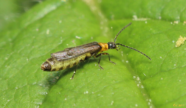 macro photo of a small soldier beetle their body is lemon yellow with black stripes underneath. their head, wings and wing covers are dark gray, their neck is golden yellow. they are on a blackberry leaf in profile facing right.