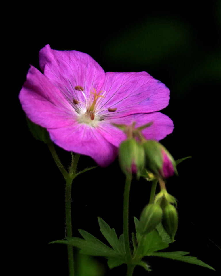 photo of a vibrant fuchsia geranium flower.