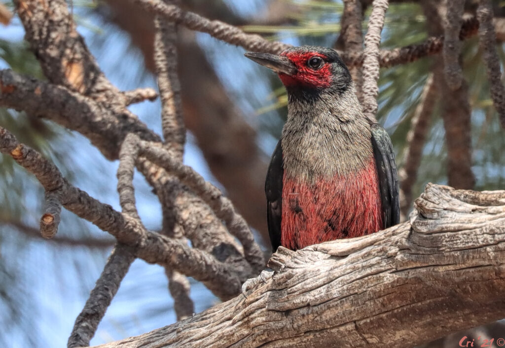 photo of a lewis's woodpecker in a ponderosa pine tree.