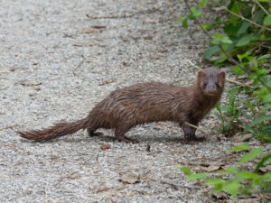 photo of a mink on a gravel road. they are in profile facing left.