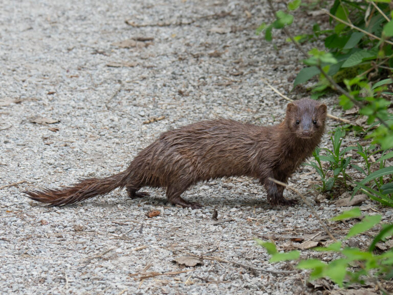 photo of a mink on a gravel road. they are in profile facing left.