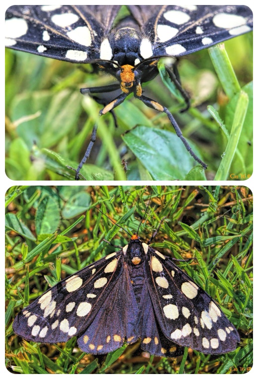 two up collage of a ranchman's tigeer moth. the top one of the face head on at eye level. the bottom looking down at the top of the moth..