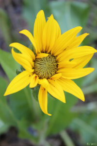 photo of a sunflower like flower.