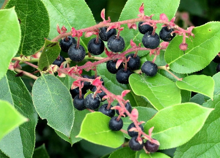 photo of the very dark blue/purple berries of a salal plant.