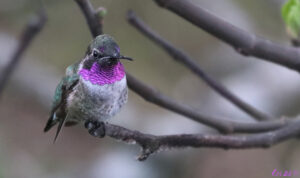 photo of a hybrid hummingbird sitting on a fig branch.