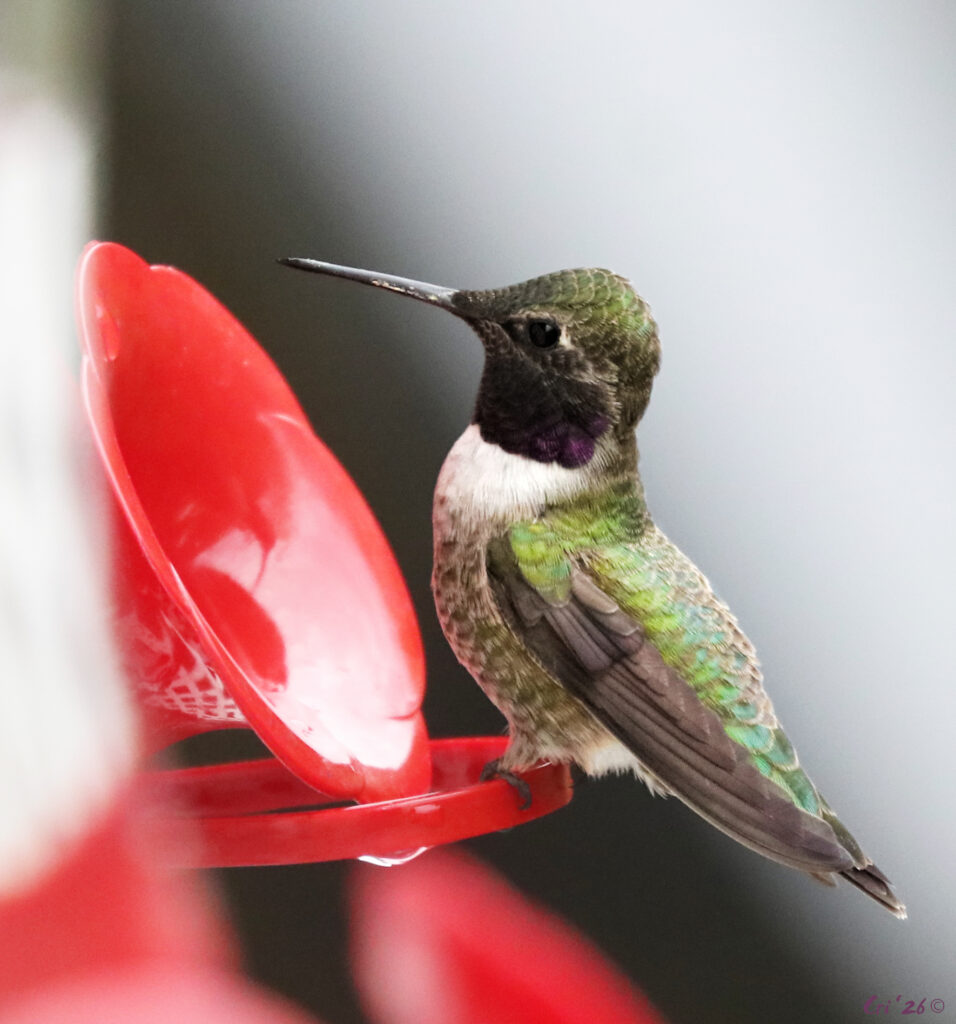 photo of male hybrid hummingbird on the perch of a hummingbird feeder.