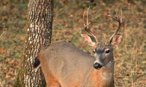 photo of a black tailed deer showing from the chest up.