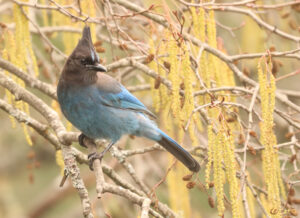 photo of a steller's jay on the bare branches of an alder tree with golden alder tassels and small cones on the branches