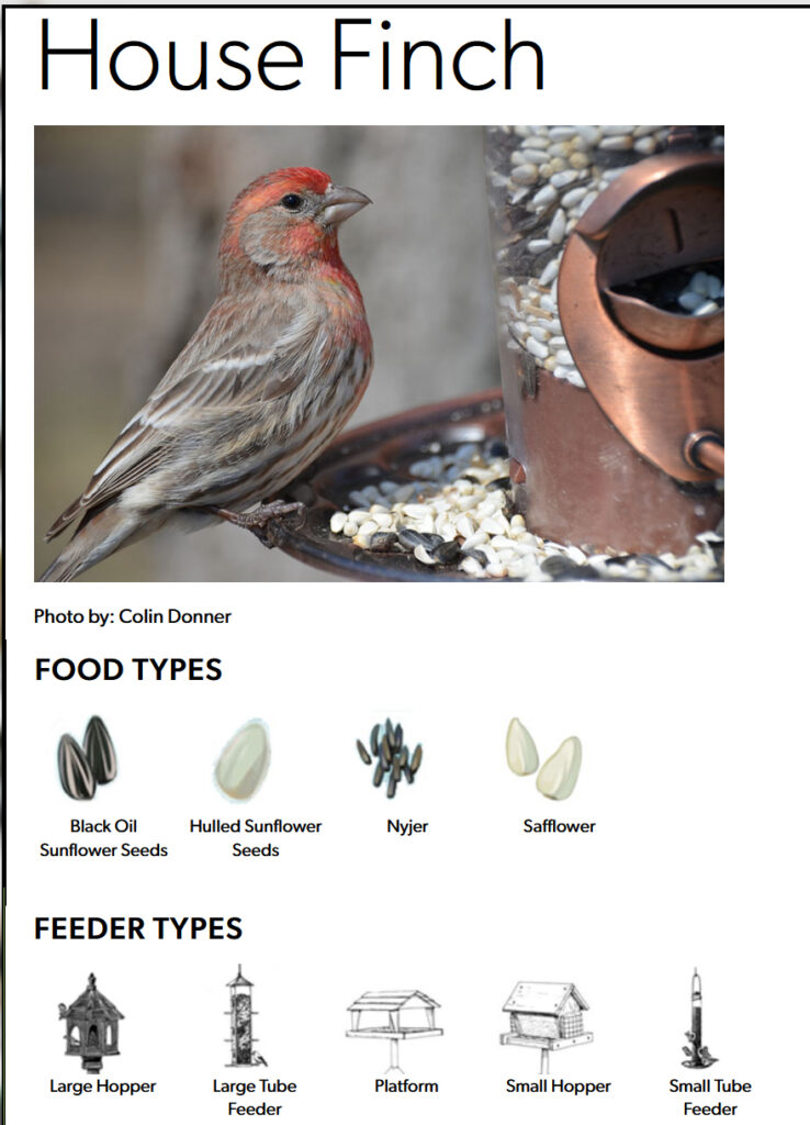 screen grab showing a house finch, their favorite seed types and bird feeder types.