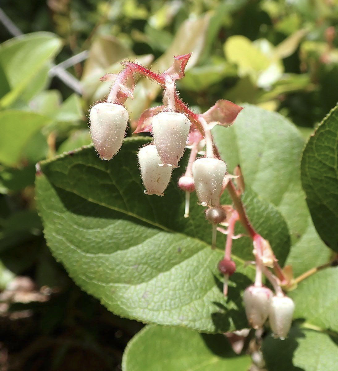 photo of the flowers on a salal plant.