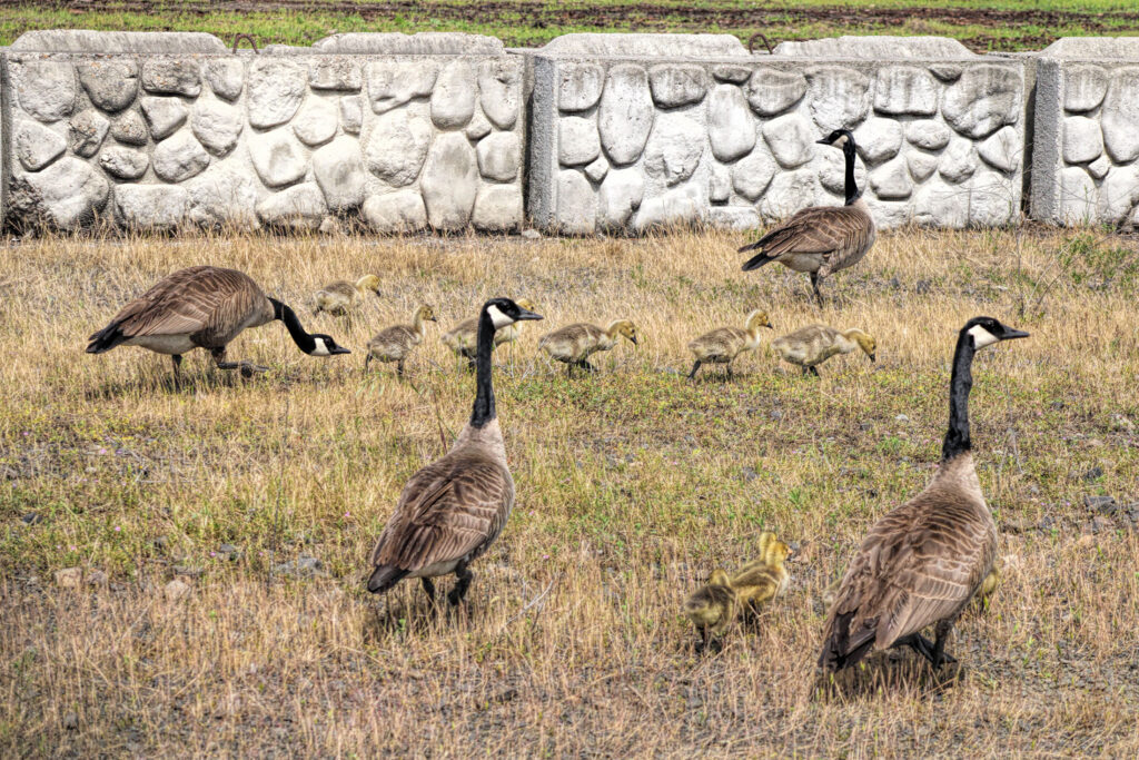 photo of four adult canada geese and 9 goslings of two different ages.