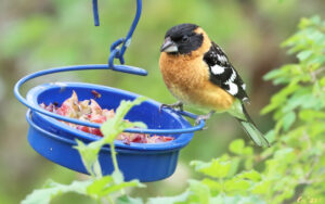 photo of a male black headed grosbeak on the edge of a blue metal feeder dish which is full of grapes.