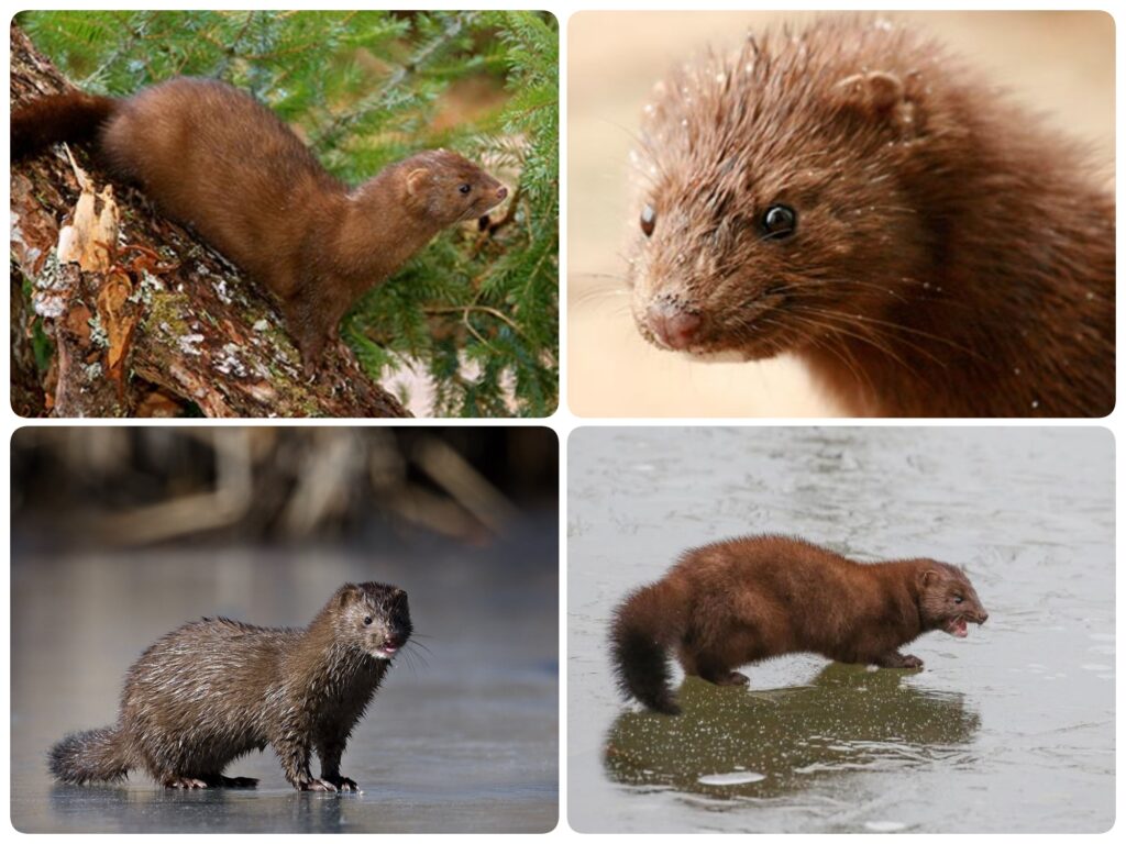 four up collage of minks in the wild.