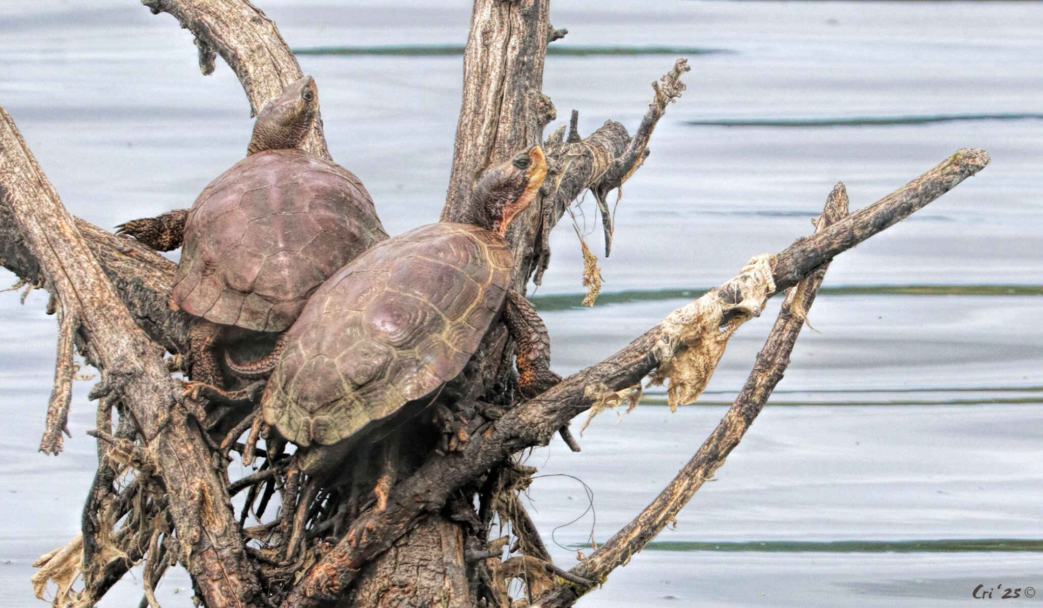 Turtle Riot Formation Spring Migration - safely help pond turtles - Upper Rogue Independent