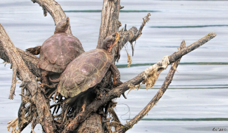 photo of two pond turtles on a tree snag in a pond.