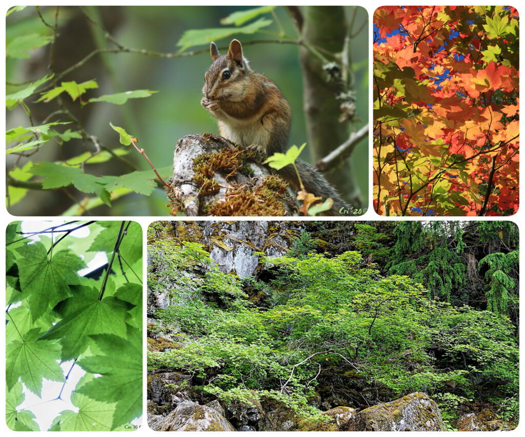 four up collage of a chipmunk on a vine maple, fall colored vine maple leaves, a view up through green vine maple leaves and a very large and spread out vine maple.