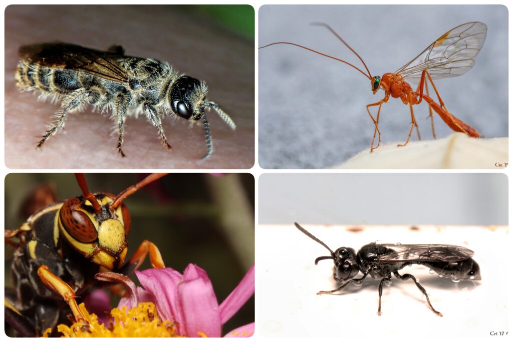 four up collage of four different types of wasp.