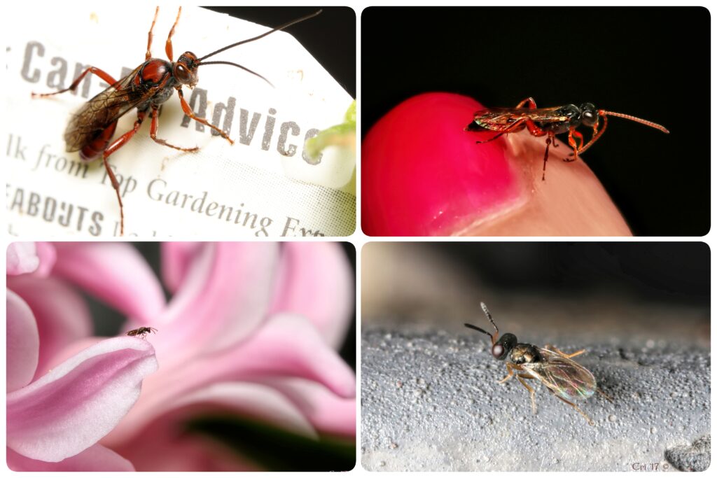 four up collage of three different types of wasp.