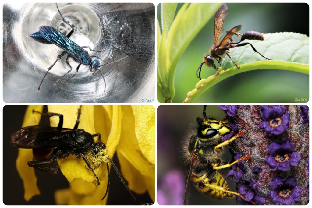 four up collage of different wasp species.