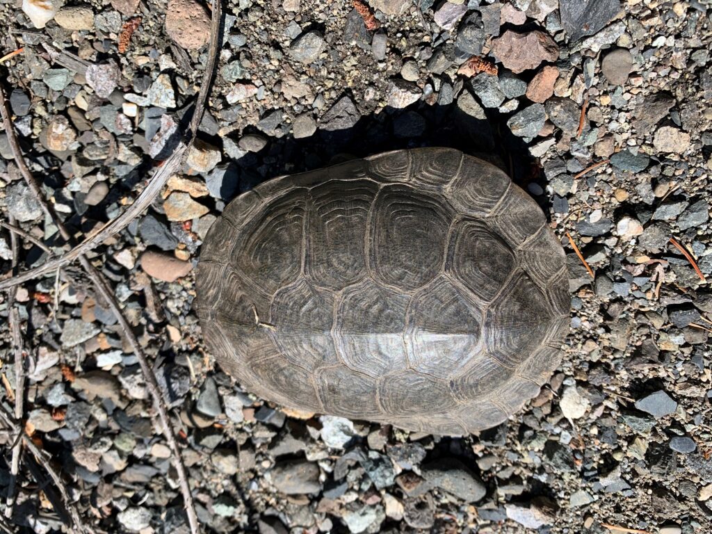 photo looking down on a pond turtle who is pulled into their shell.