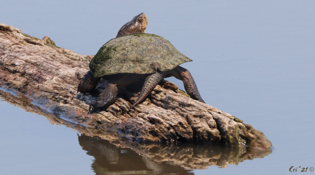 photo of a pond turtle on a half submerged log.