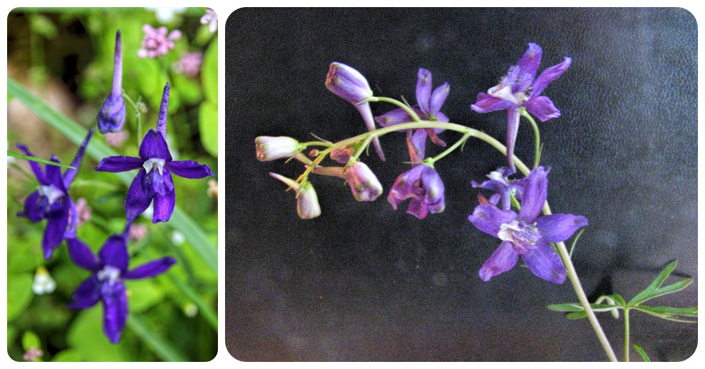 two up collage of violet and purple delphinium menzesii flowers.