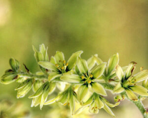 photo of green corn lily flowers.