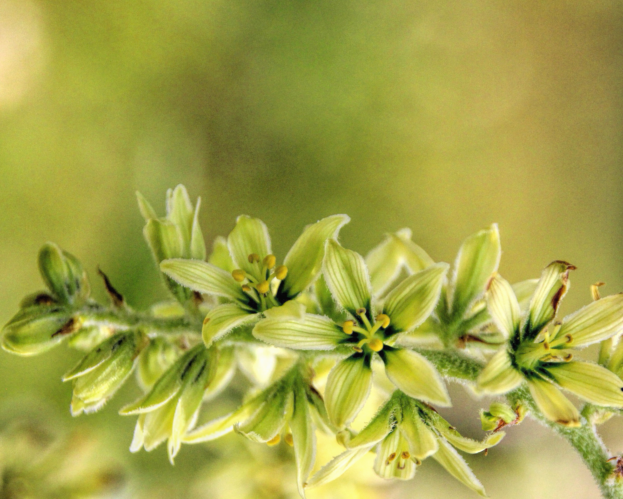photo of green corn lily flowers.
