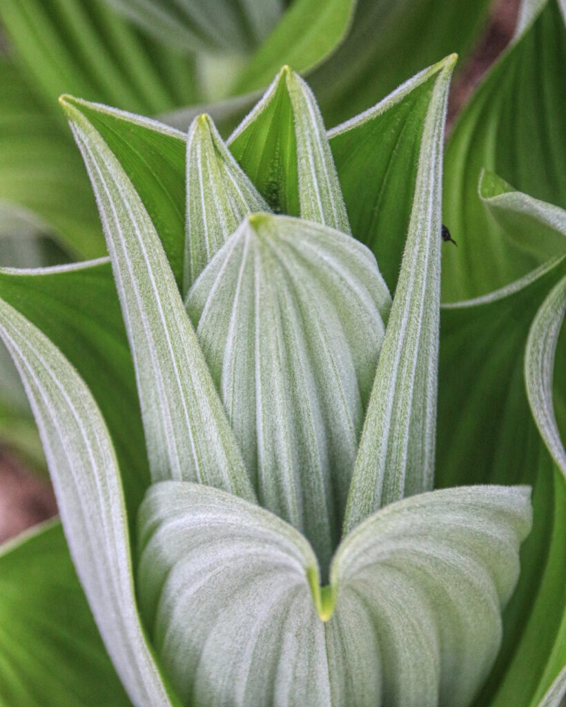 photo of false hellebore leaves.