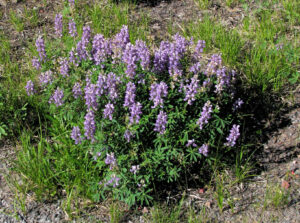 photo of a cluster of lupines with pale purple flowers.