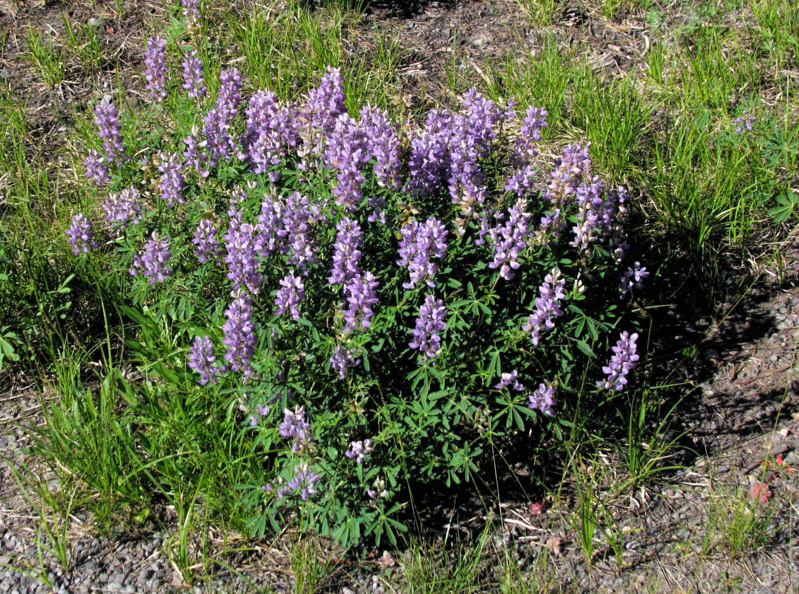 photo of a cluster of lupines with pale purple flowers.