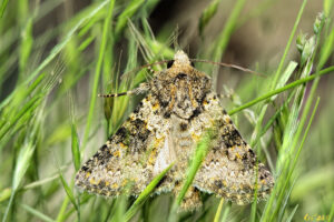 macro photo of a speckled moth - their wings are tan, black and brown with some vibrant golden yellow markings. they are perched vertically on spring grasses.