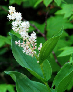 photo of a lily with many small white blossoms on several branches.