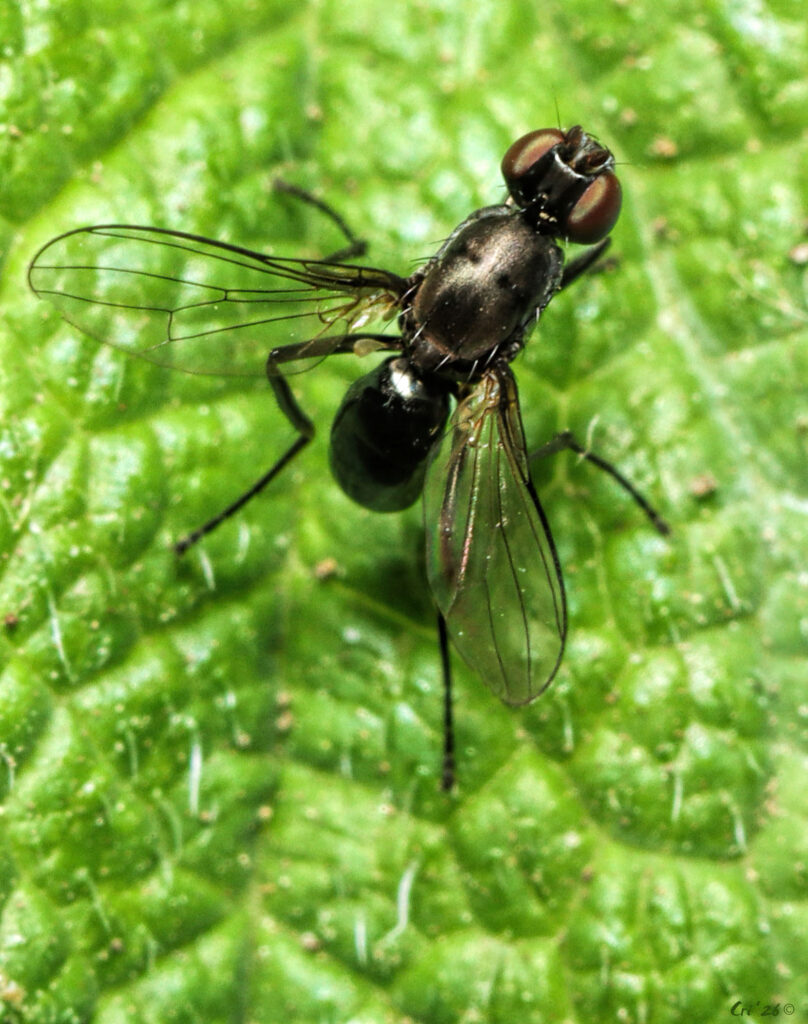 photo of a small ant-like fly on top of a mint leaf.