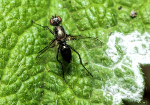 photo of a small ant-like fly on top of a mint leaf.