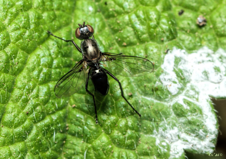 photo of a small ant-like fly on top of a mint leaf.