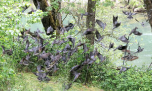photo of about 45 band tailed pigeons taking flight. they are in a grassy yard with a river in the background.