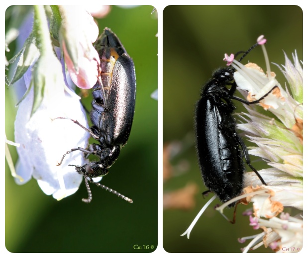 collage of two different black blister beetles. both in profile, one facing up, one down. they are each on a flower.