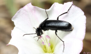 photo looking down on a black blister beetle in the white flower of a bindweed.