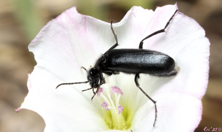 photo looking down on a black blister beetle in the white flower of a bindweed.