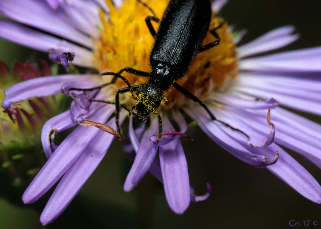 macro photo looking down on a black blister beetle with lots of pollen on their head. they are in a small purple aster flower.